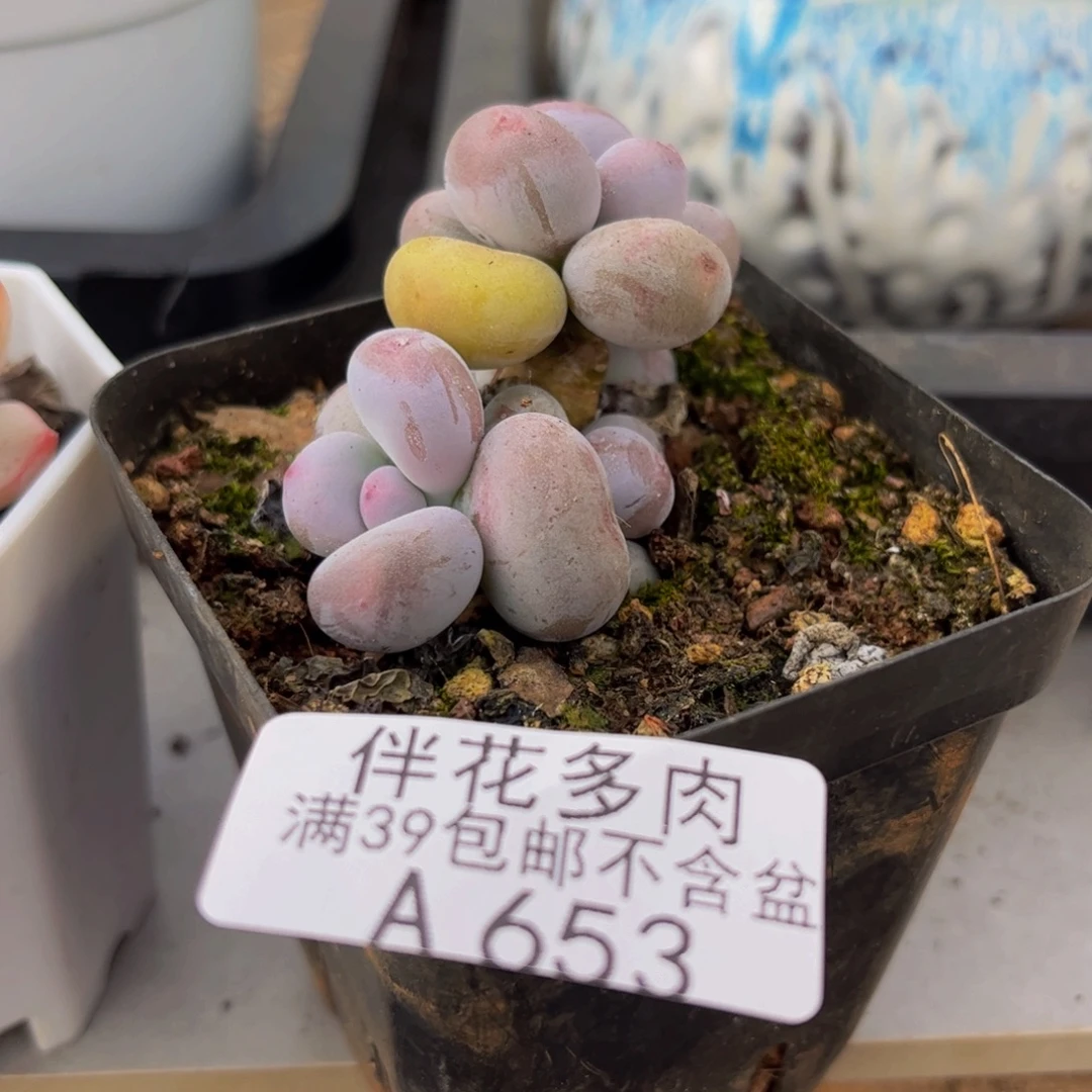 653-蛋黄奶多肉4cm