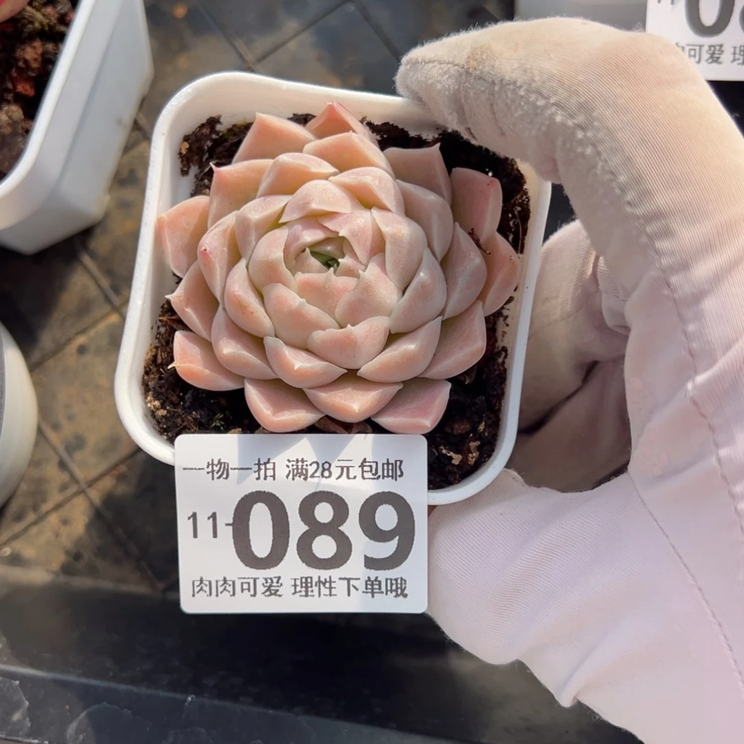 紫月影多肉多肉多肉多肉