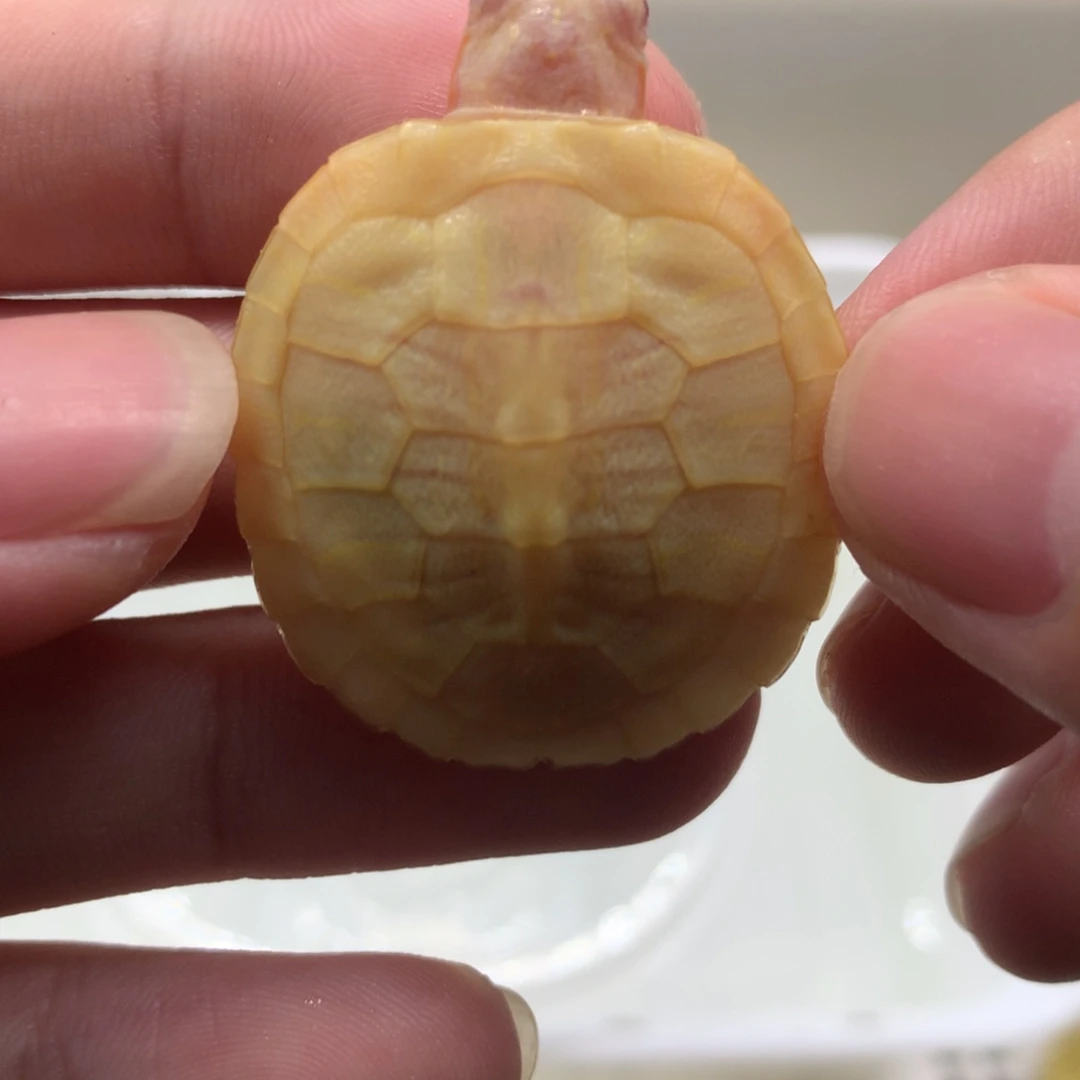不分公母巴西彩龟