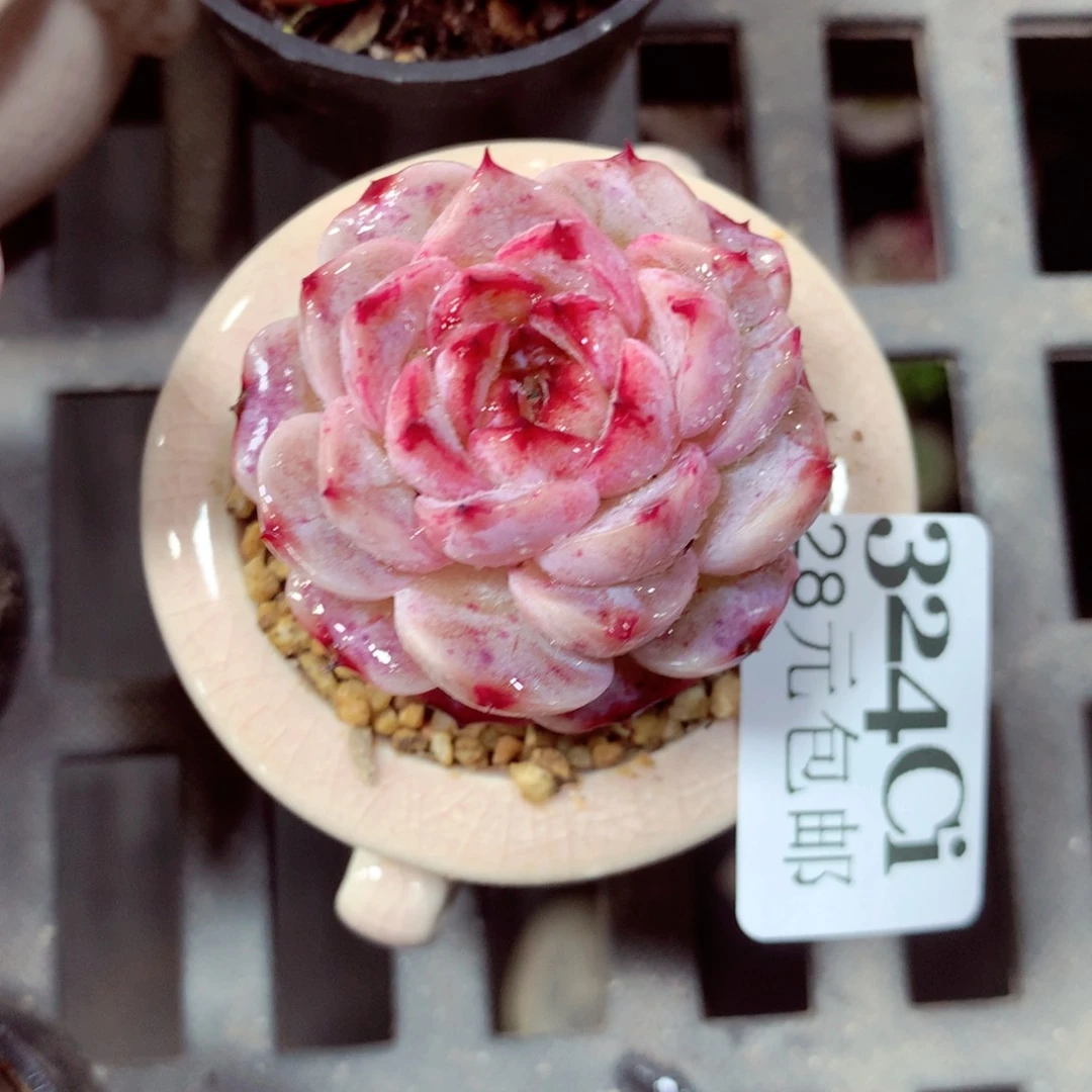 5厘米盆精控多肉324