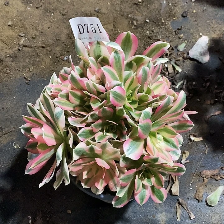 751粉女巫多肉绣球