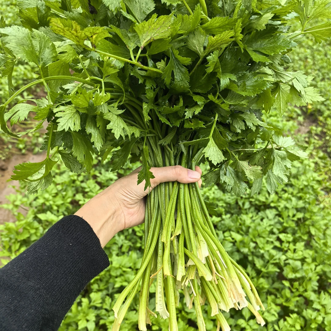 四川巴中恩阳特产小芹菜