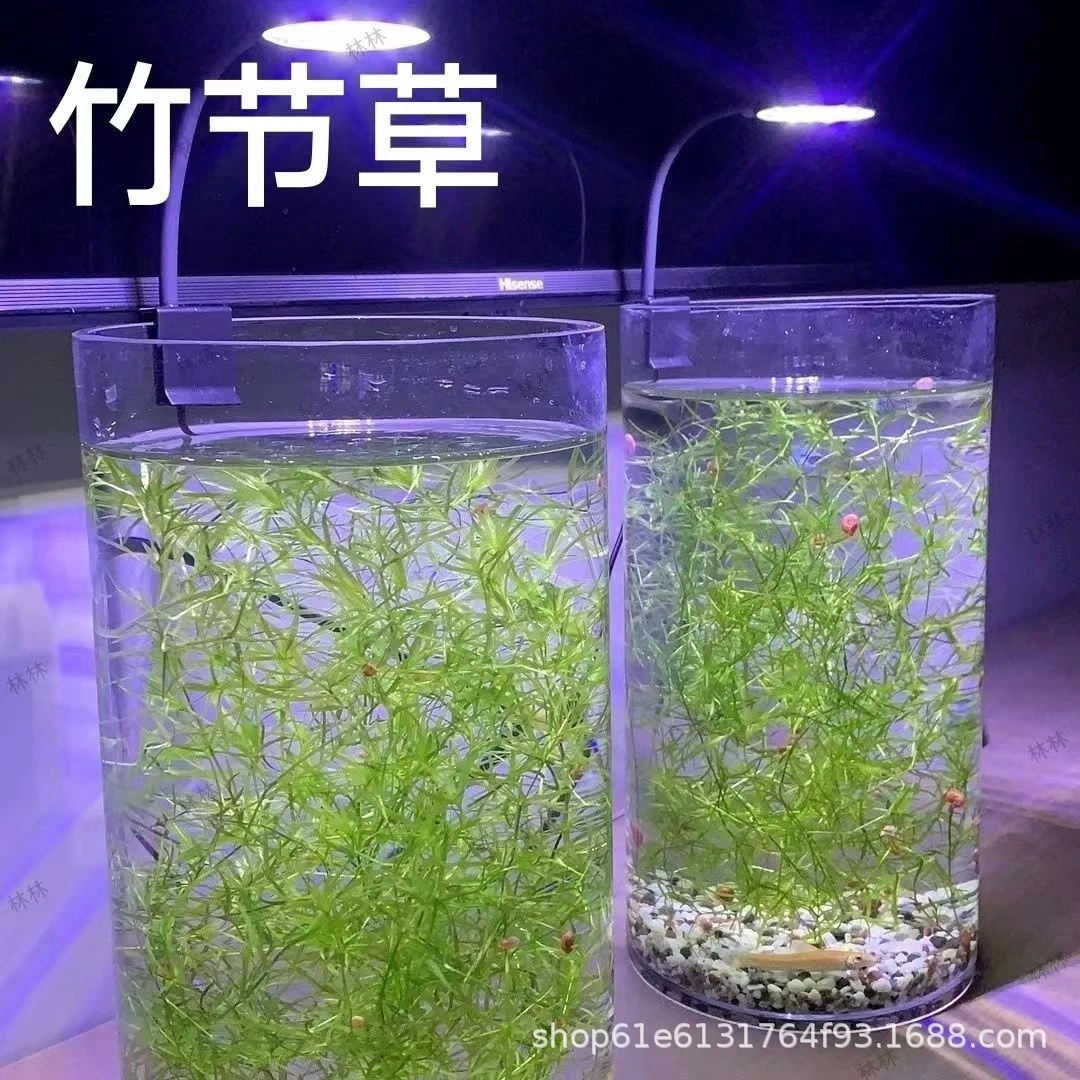 竹节草水草活体植物鱼缸造景水族箱鱼缸装饰造景净化水质热卖销售