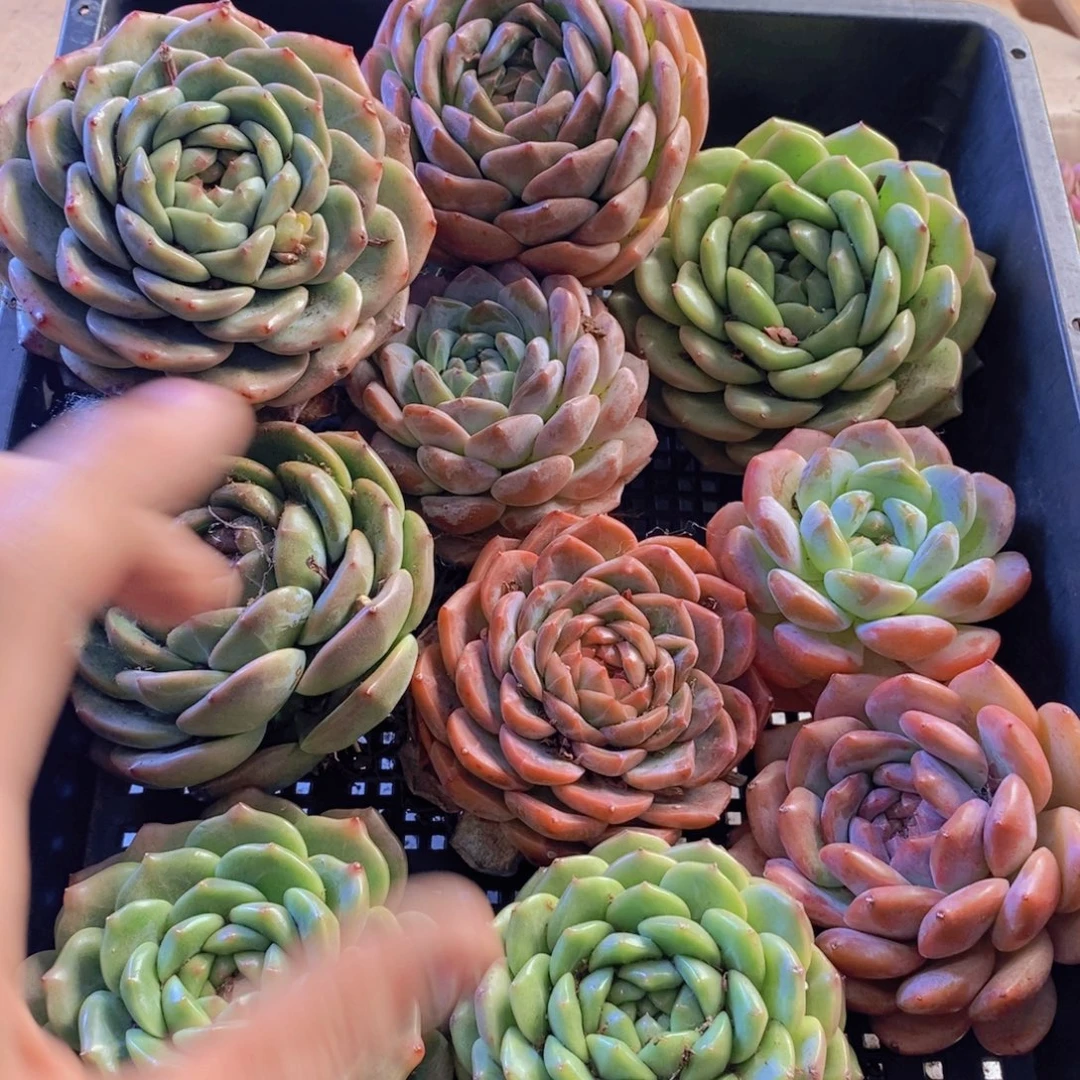 保底10颗。  01。 大大的母本