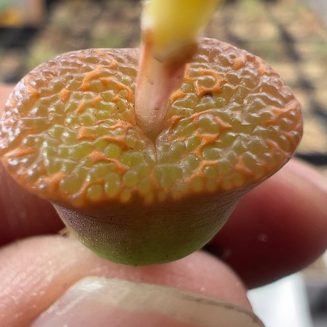 一物一拍K勋鱼子酱629