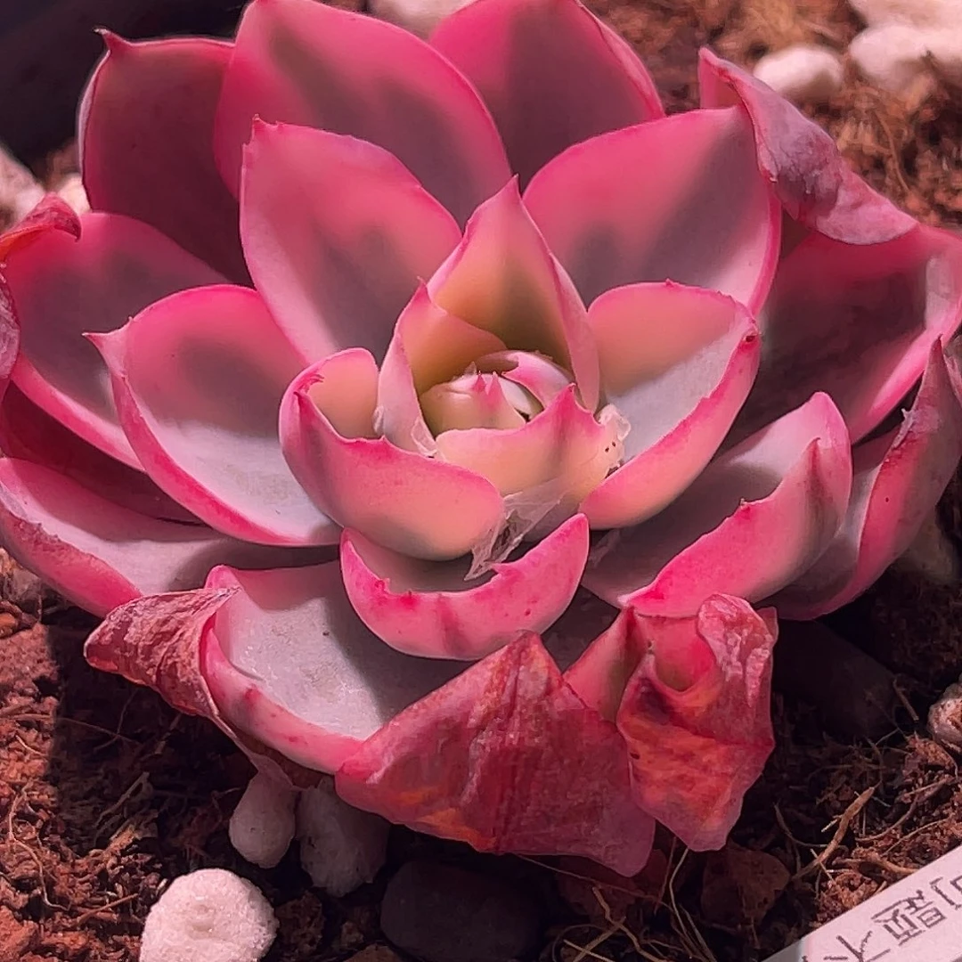 尚品园艺福利8538