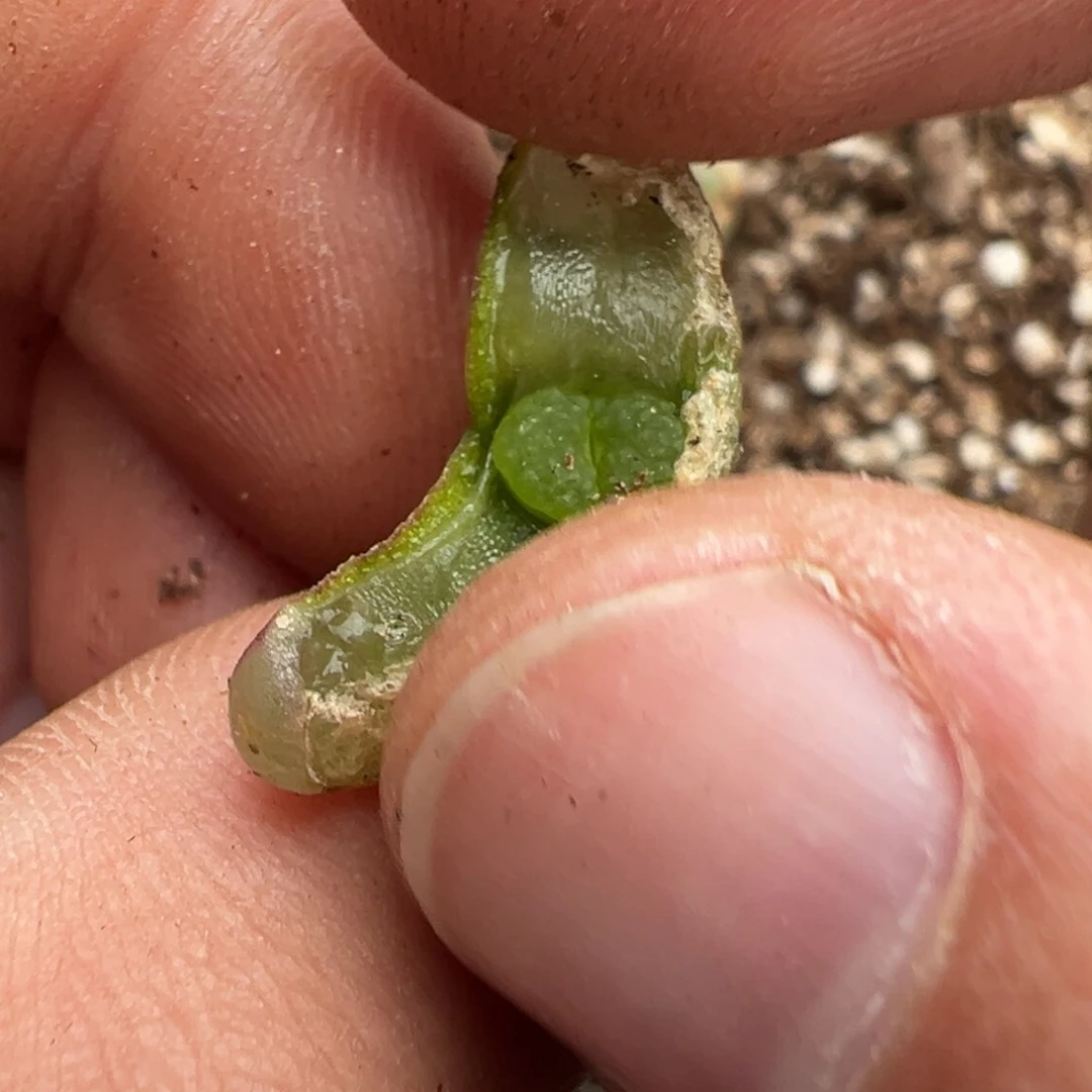 量拍磁铁风铃小苗一颗