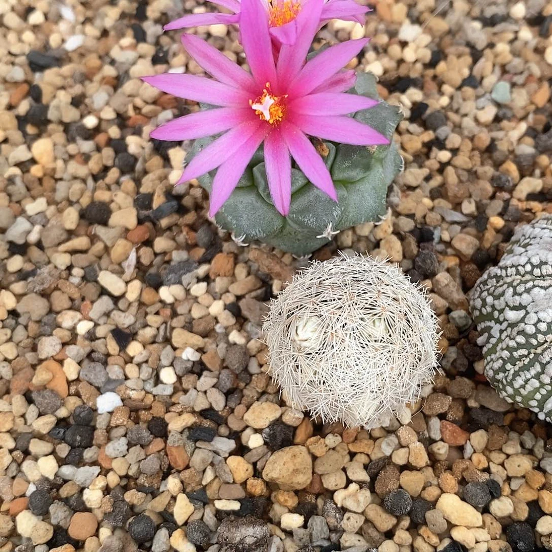 竹***火花花花花花花花花