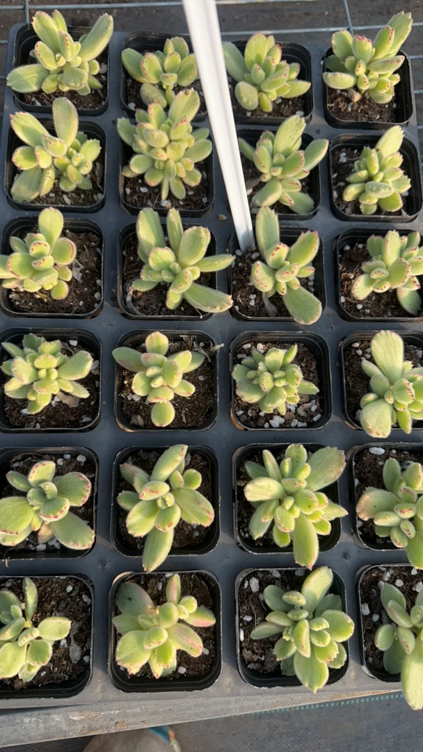 小白熊多肉植物 脱土