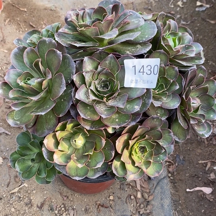 魅金多肉断头不包1430