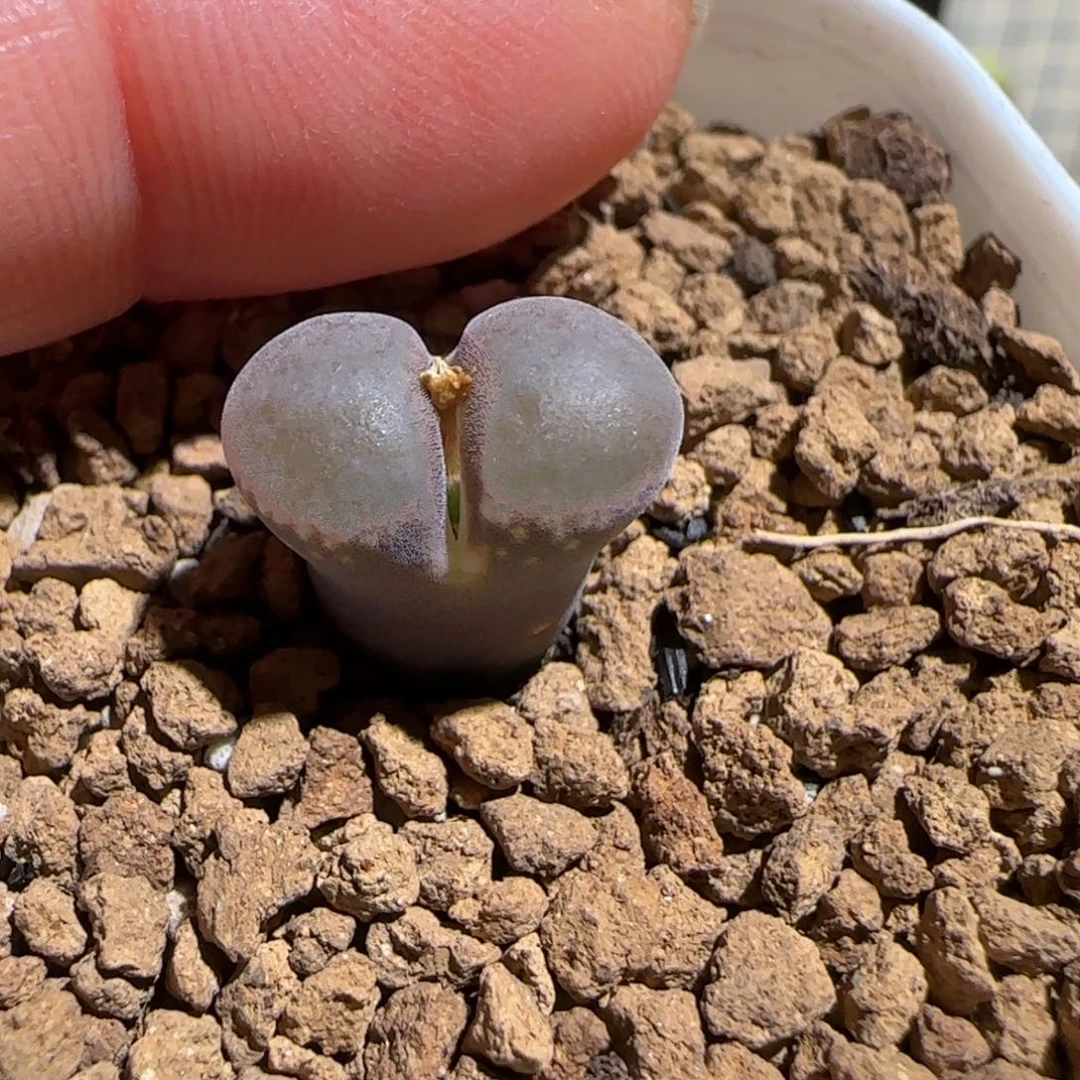 靓***丫肉锥多肉植物组合-1285