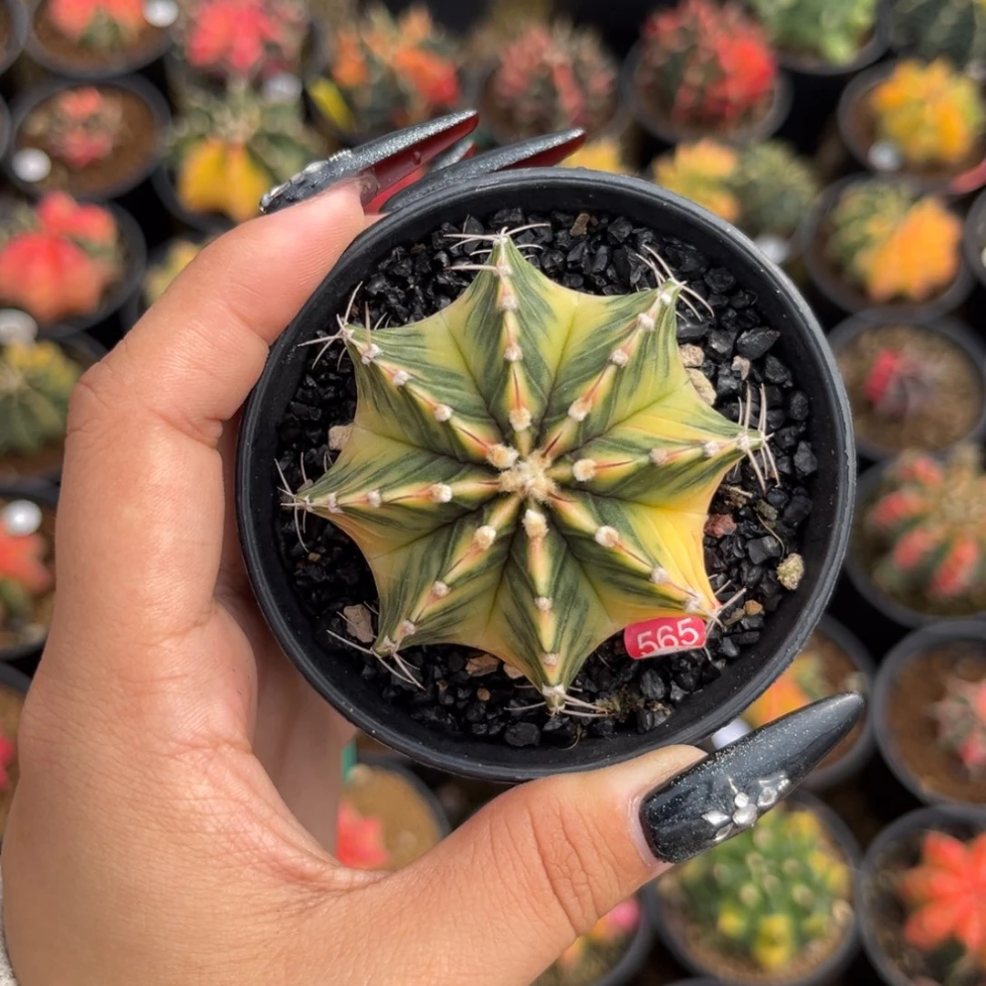 泰系肋骨锦 带盆土