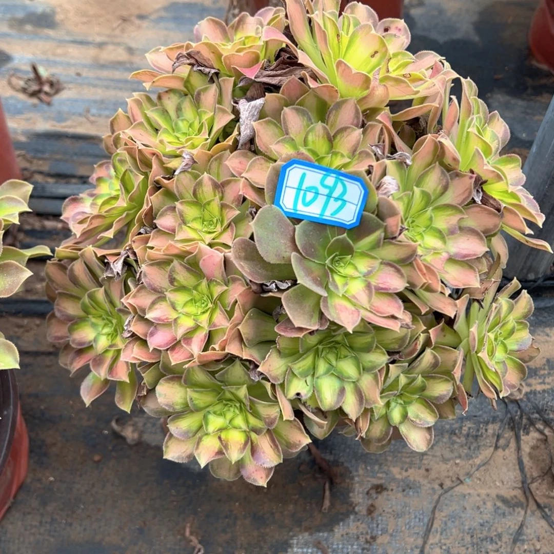 多肉植物韶华1093