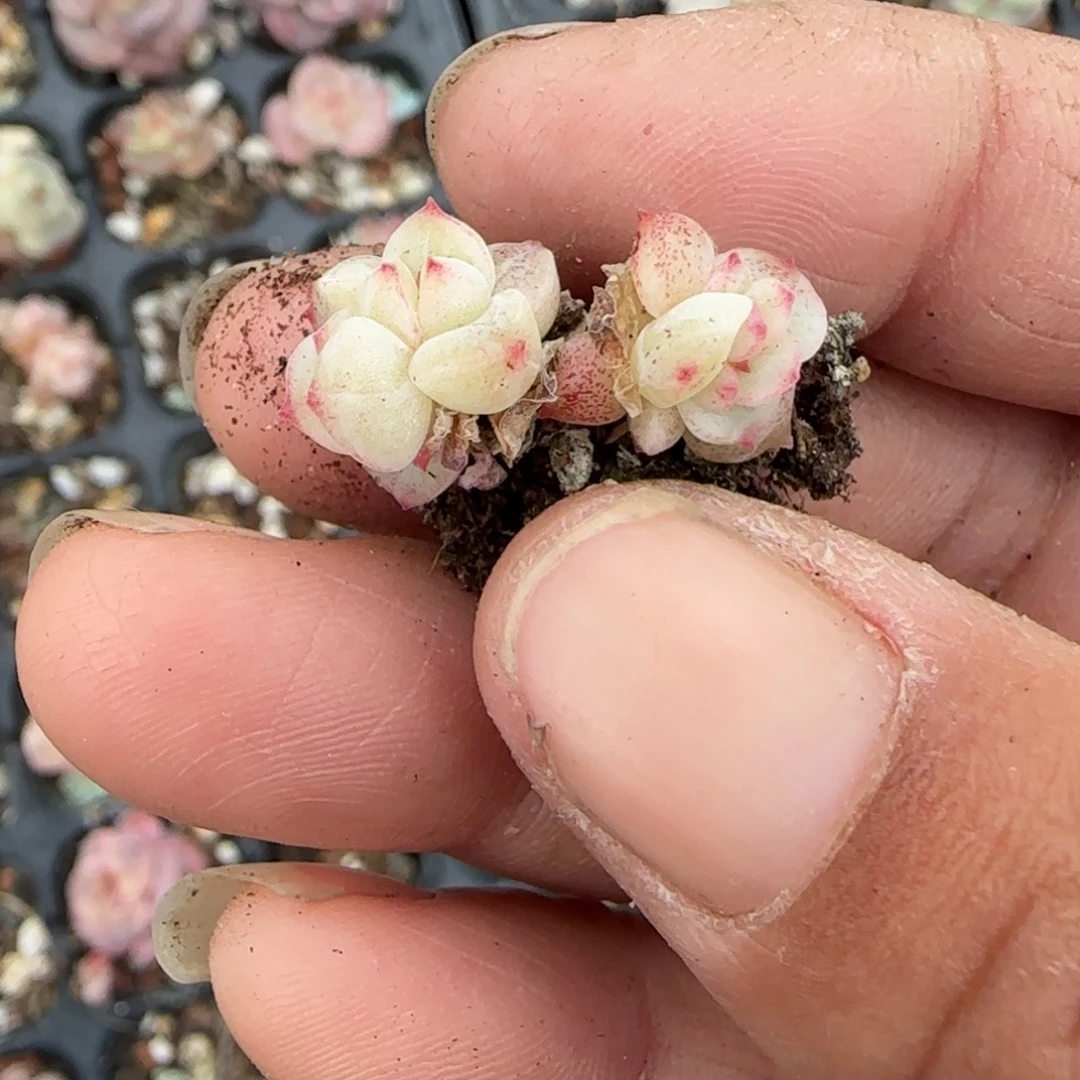 冉***家多肉小卡拉米糖心一物一拍