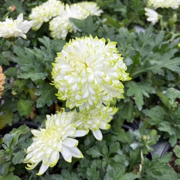 精品可爱桌面款绿天赞小菊鲜花生花苞发货到手一盆带花苞