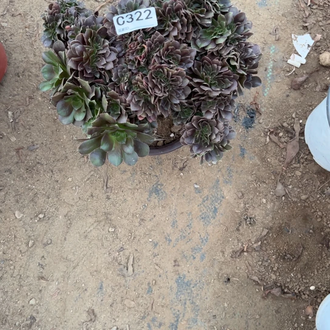 微****322万缀化多肉植物法师多肉