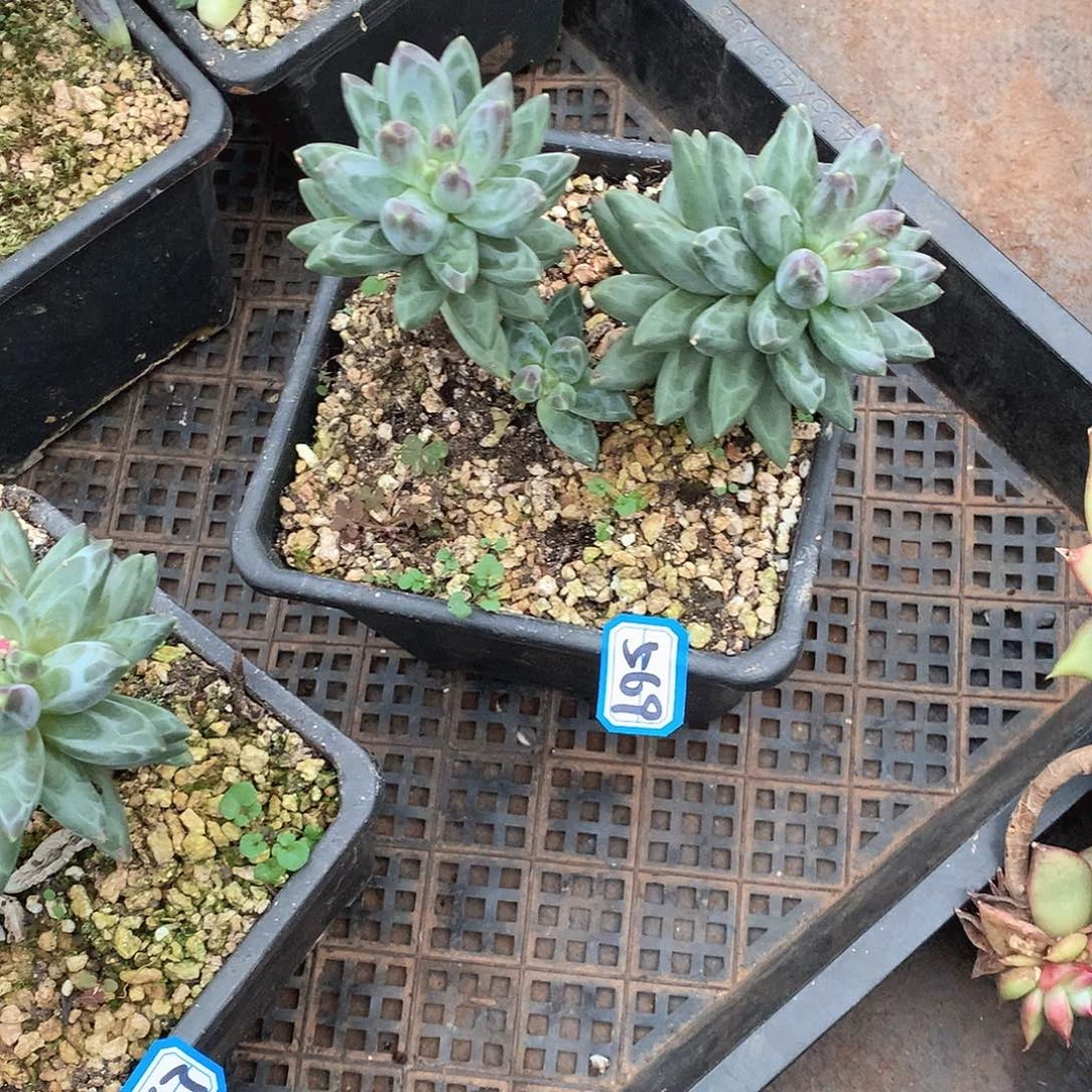 丁***丁569凤雨一物一拍多肉