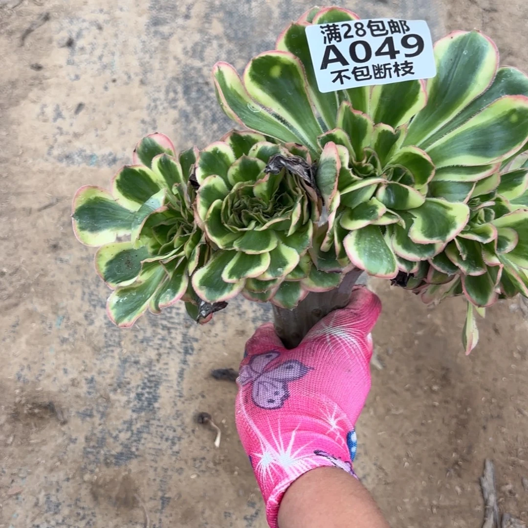 段***）B 049燕姿最多肉1，bab