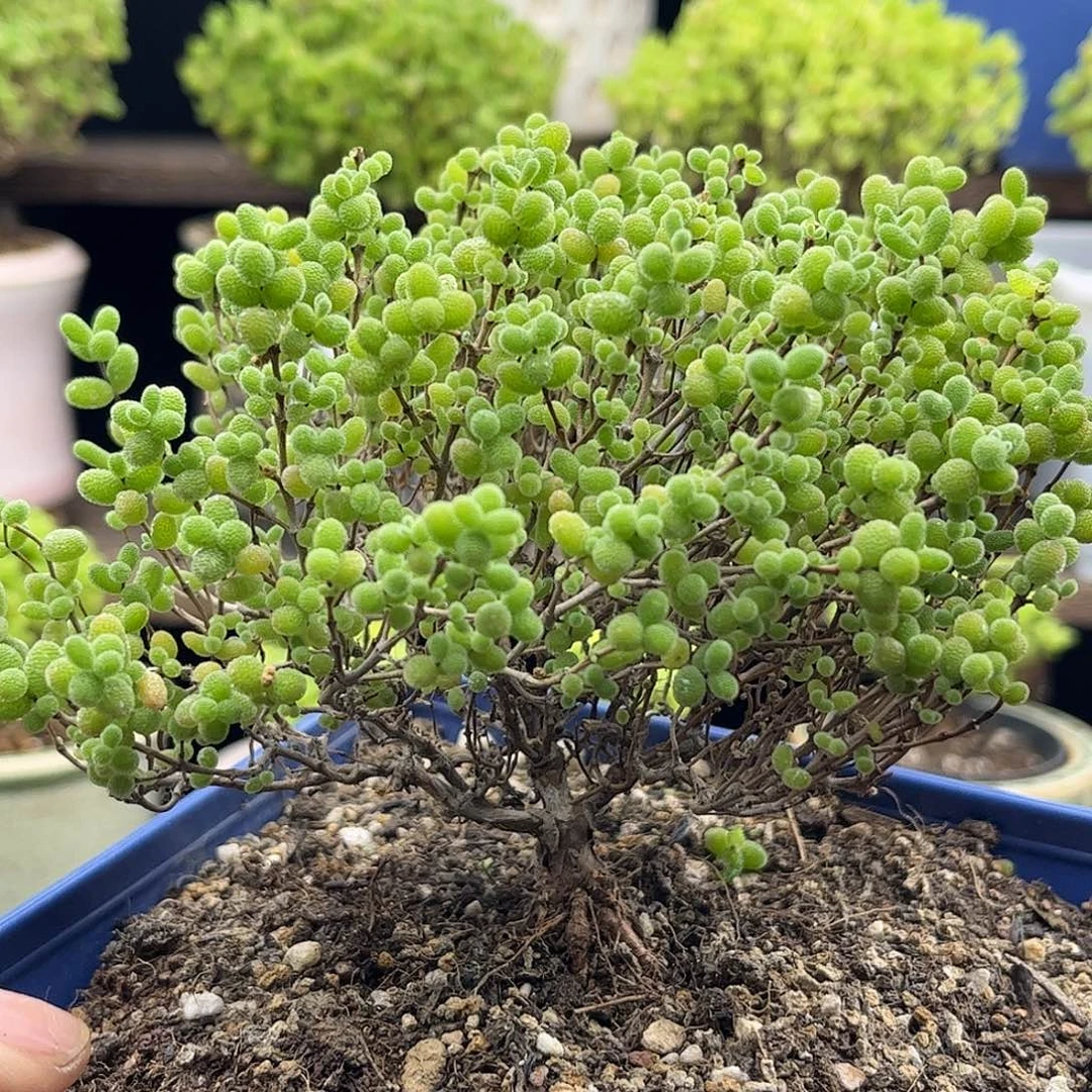 ****宝蜜桔糖球优选枝干番杏