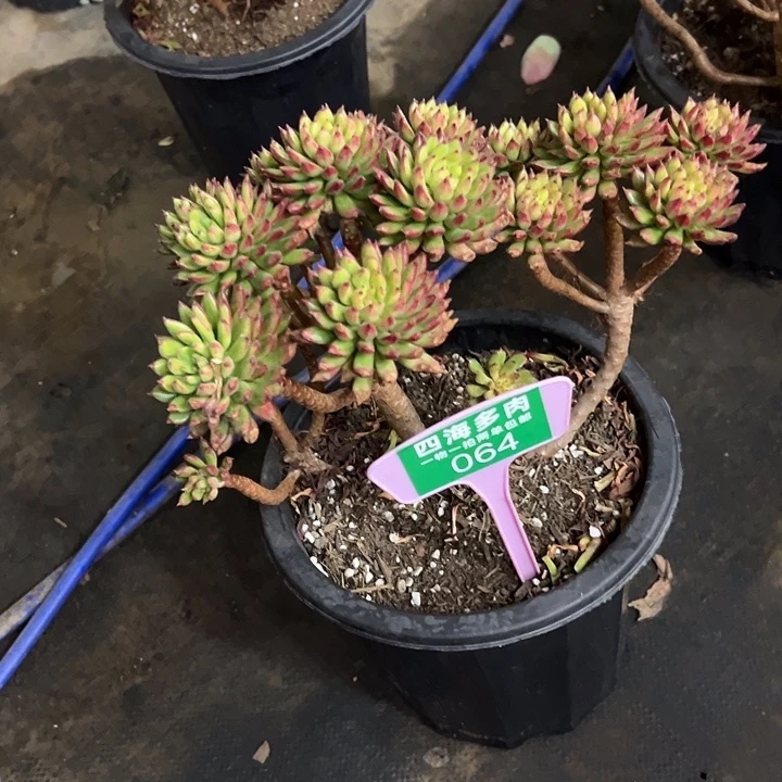 阑***院红灰电多肉植物提取064