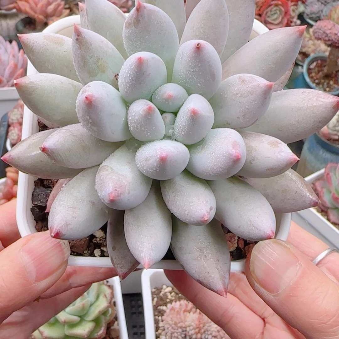 多肉植物5345…………….