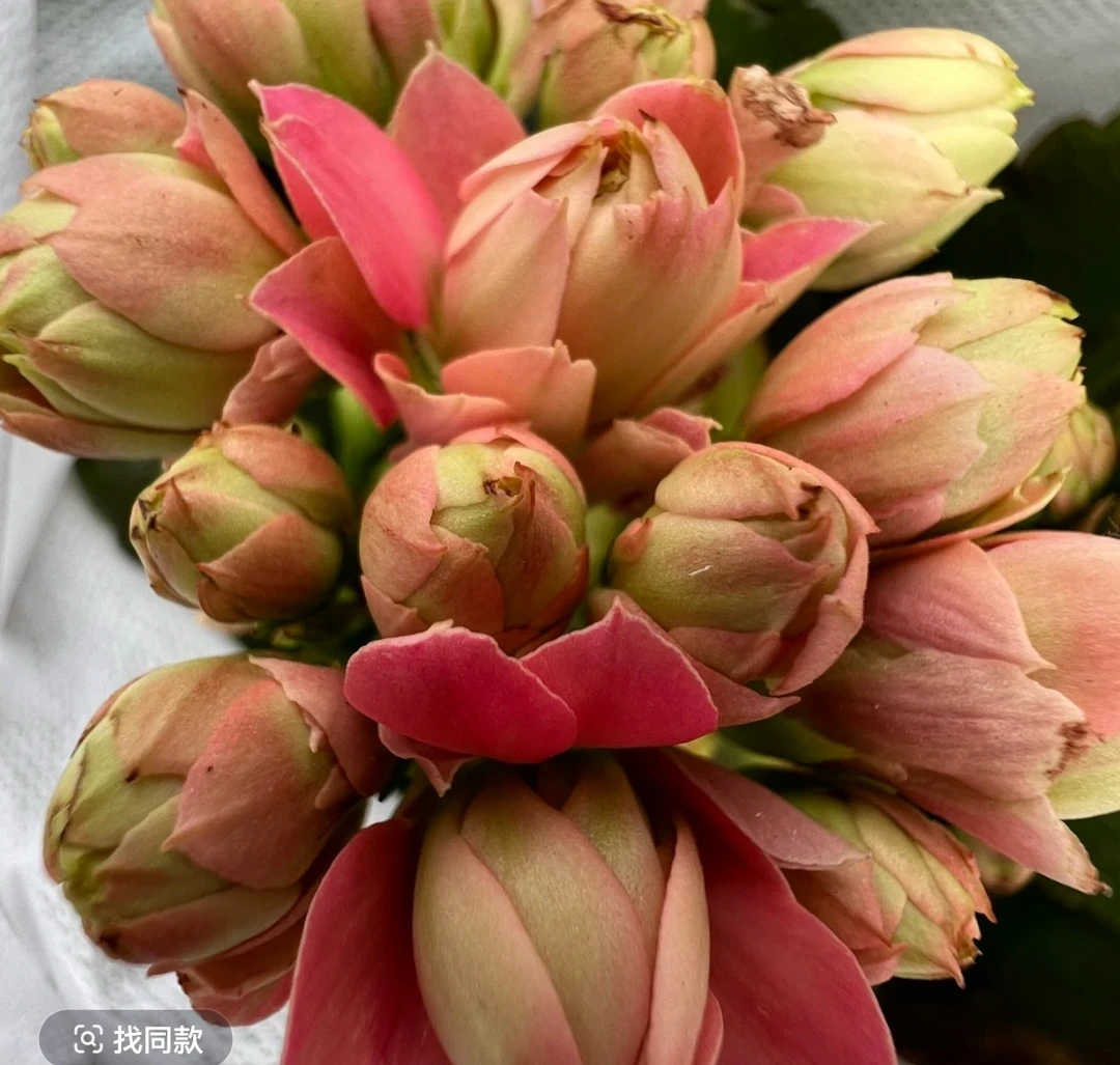 长寿花（千层玫瑰）130盆