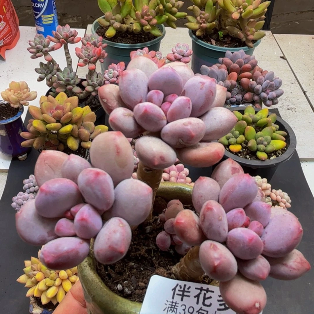 711仙子奶酪6cm多肉植物