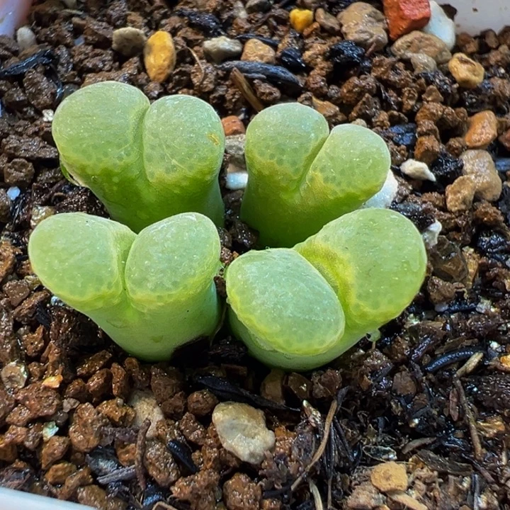 粉芭比多肉植物盆栽