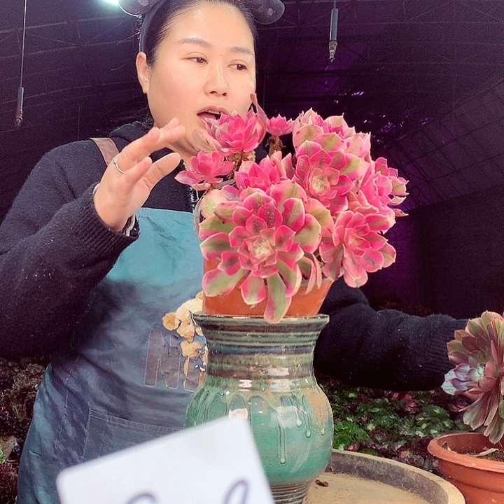 柒柒精品多肉脱土发货不包断侧枝S219