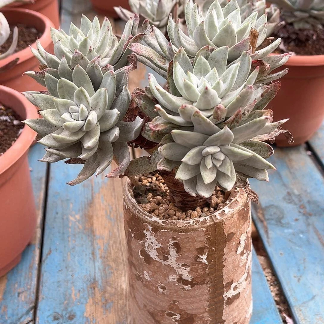 蔡*帕翠莎老桩多头qunsheng