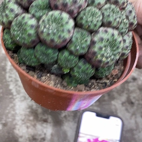 红丽王，8-10公分左右