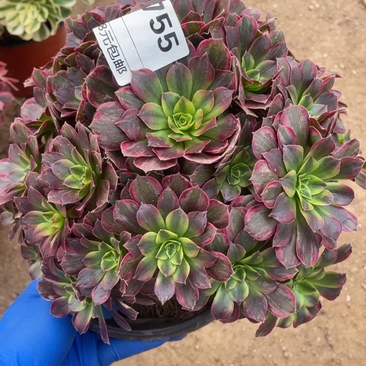 多肉安纳玫瑰法师755