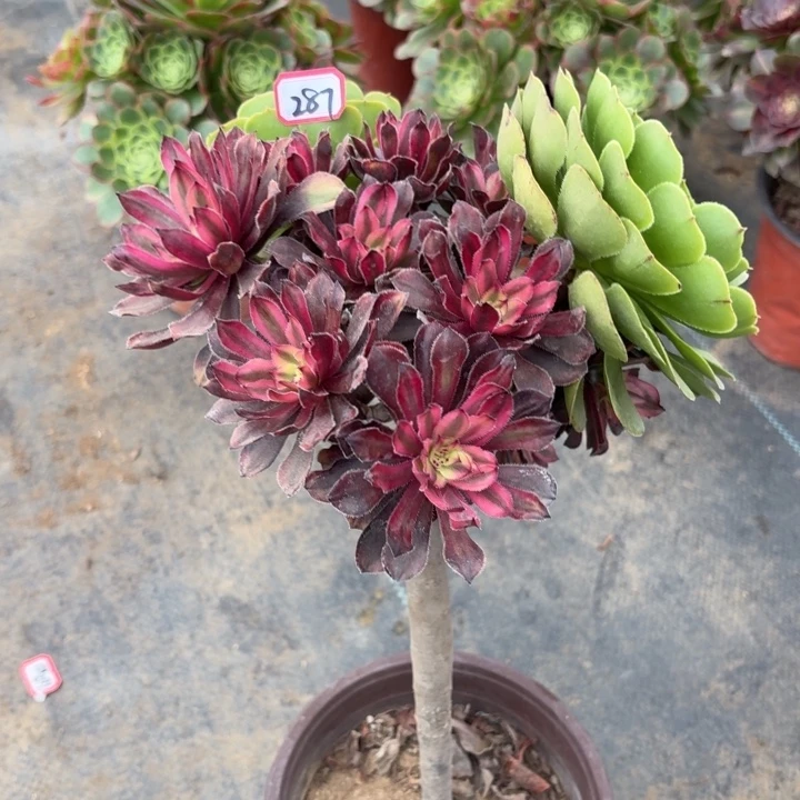 一物一拍嫁接母本变异不知名287