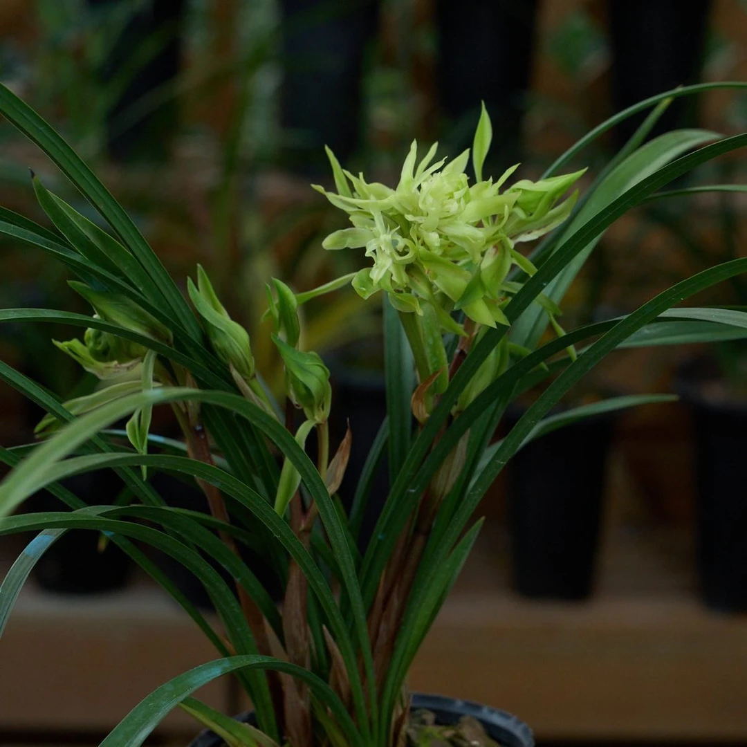 春兰花开富贵浓香型盆栽