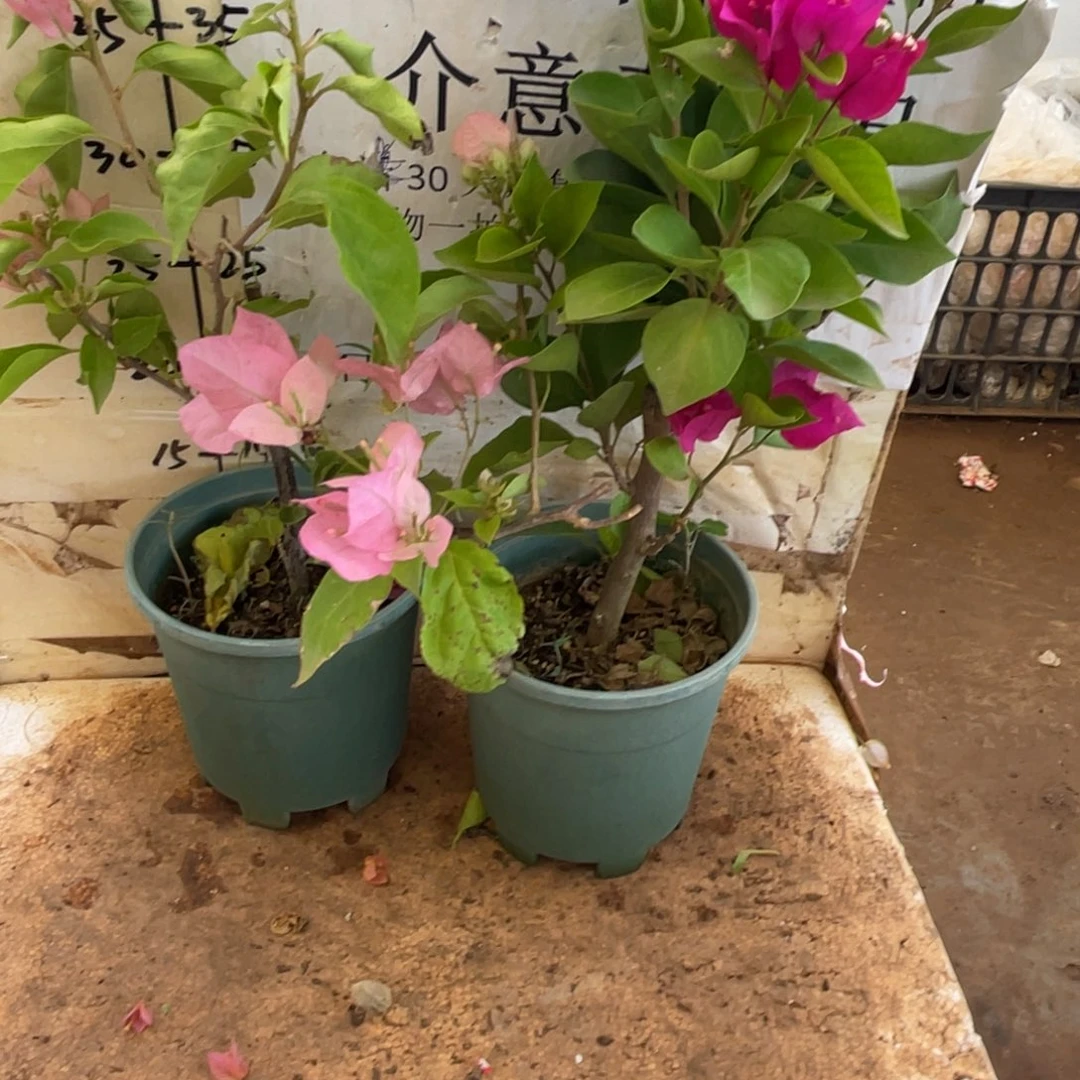 当前无花朵，栽培后可花朵35h2