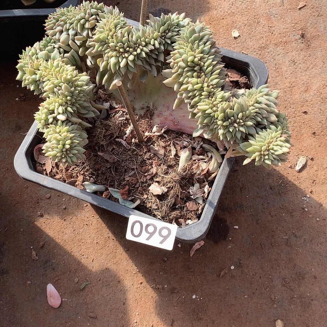 099 一物一拍多肉