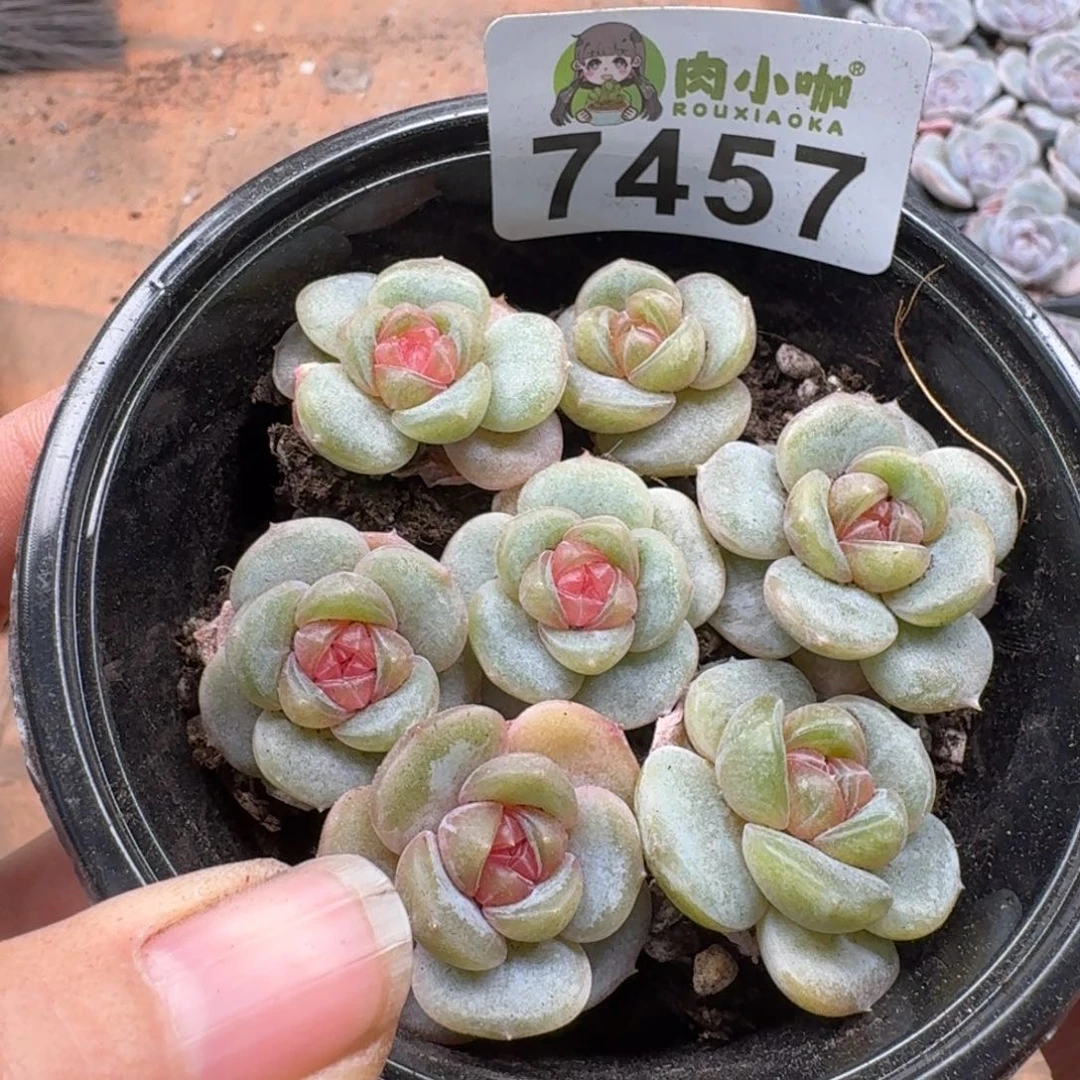 蜡***子多肉植物多肉植物