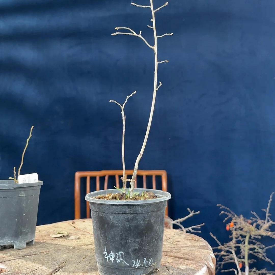 风***洲哈哈哈哈哈哈哈哈哈哈哈哈哈