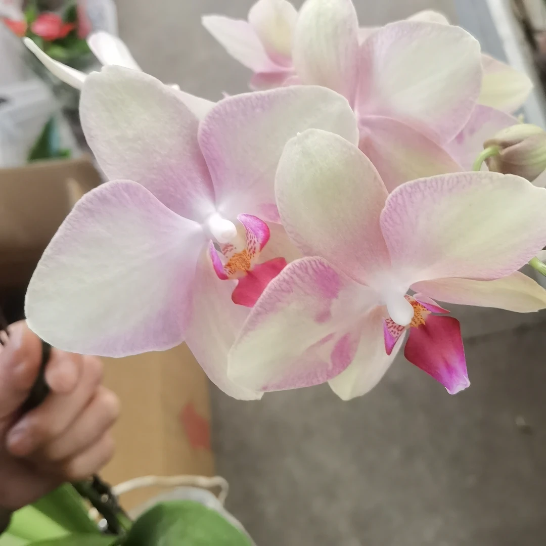 【蝴蝶兰-复古粉3.5寸】开花株室内绿植送礼乔迁好养耐养