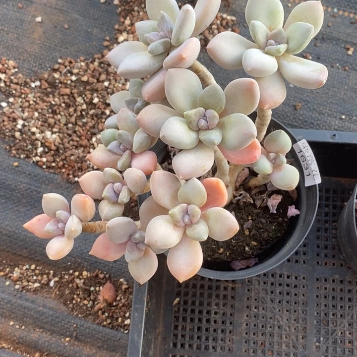 S***o精品多肉植物1631