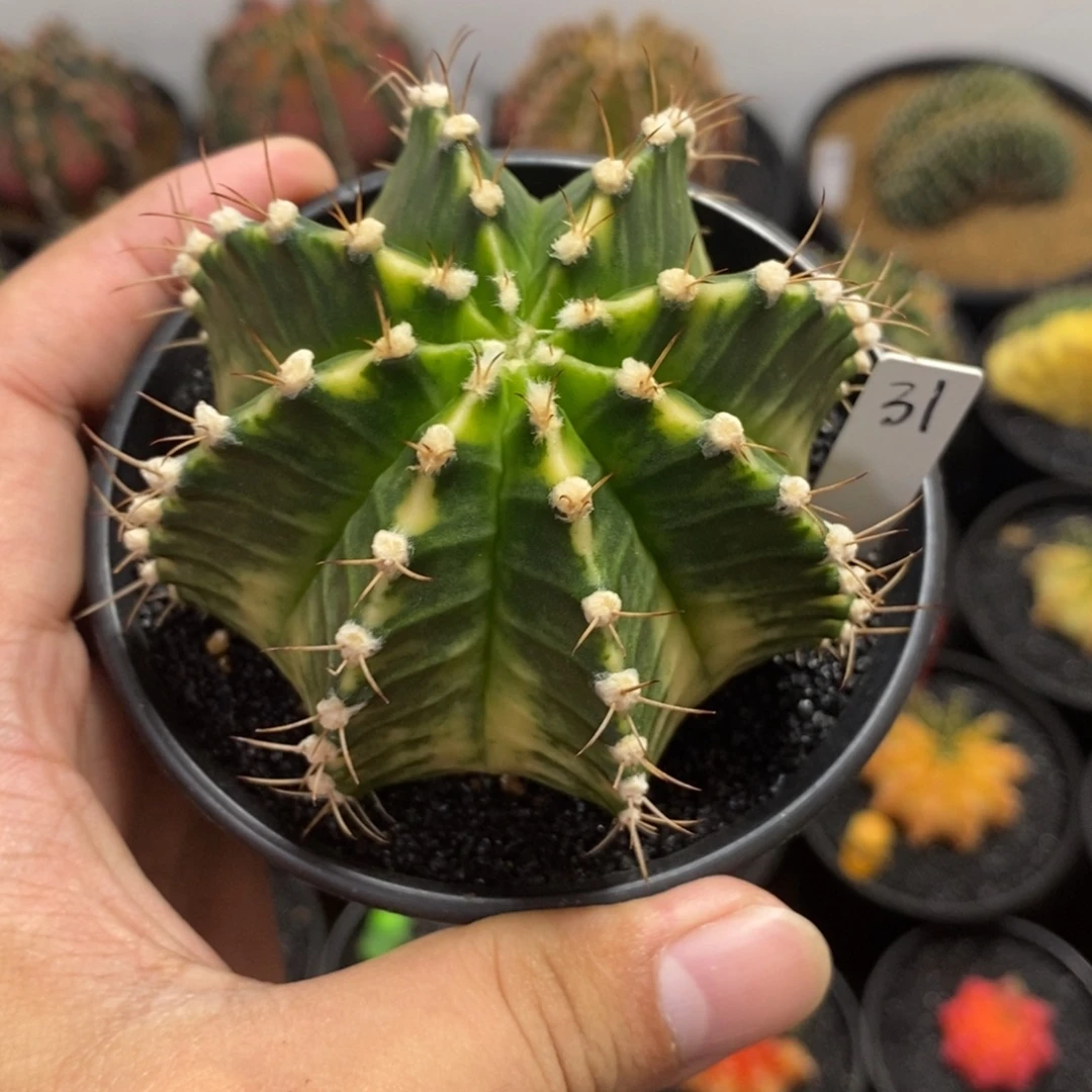 泰系全品米哈—带盆土发货3