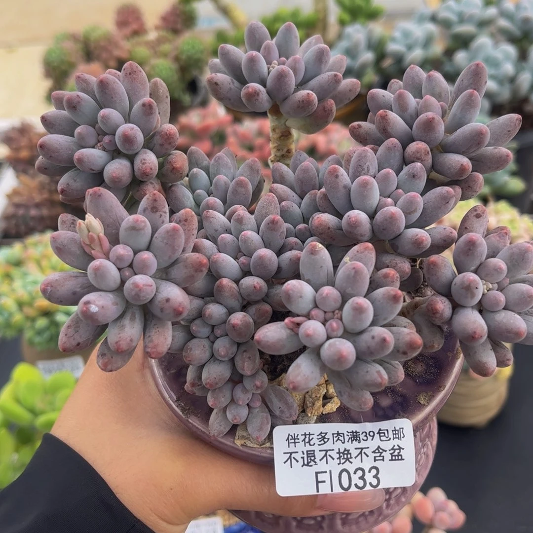 033-香水手指奶酪多肉10cm