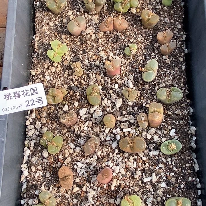 桃喜花园0205-22风铃