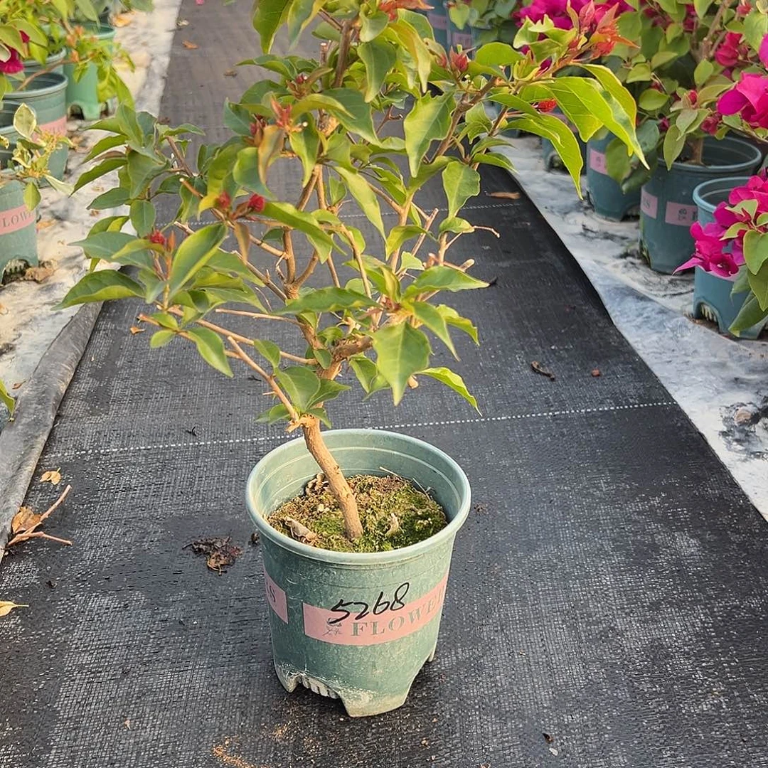 我***）完全开放造型 热火桑巴 5268