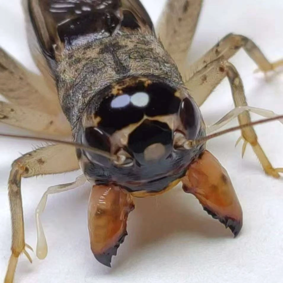 【10号】小四家精选冬版蛐蛐白虫斗蟋牙大个大底版好品质高