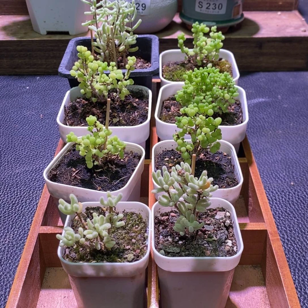 枝干番杏框拍福利S225