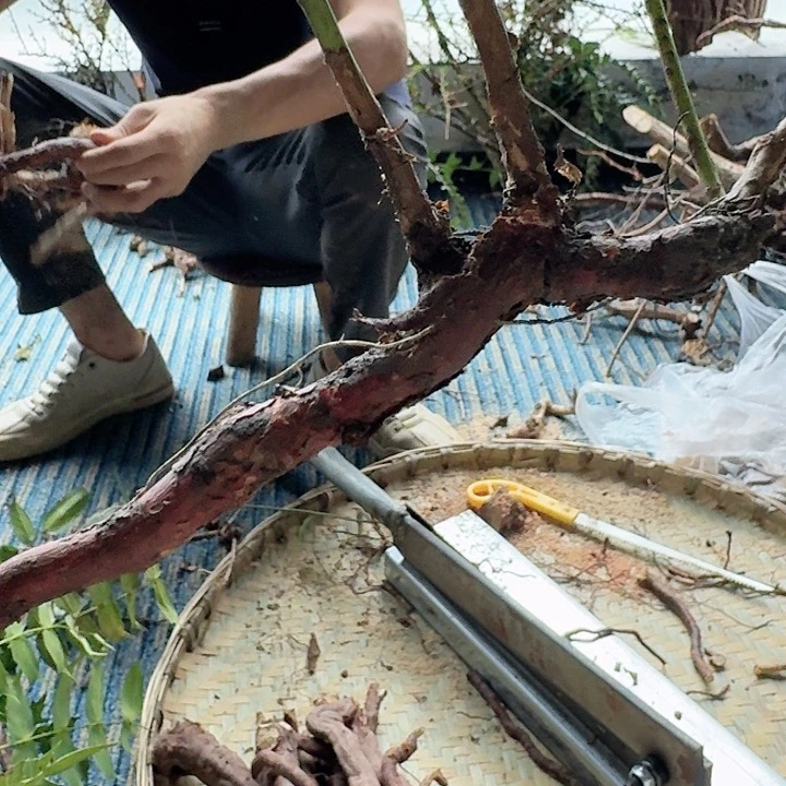 无花朵贵州刺梨一颗