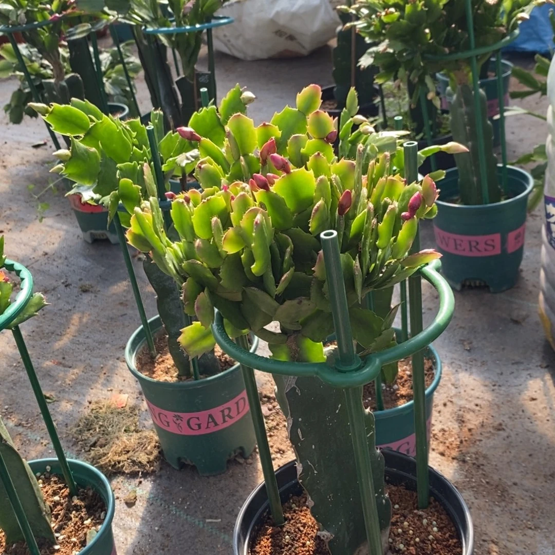 亂***渡完全开放262嫁接037