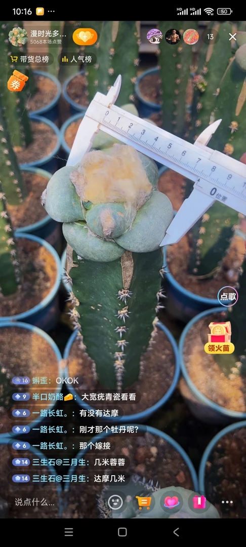 草球苗接牡丹，尺寸7.5公分，脱土发