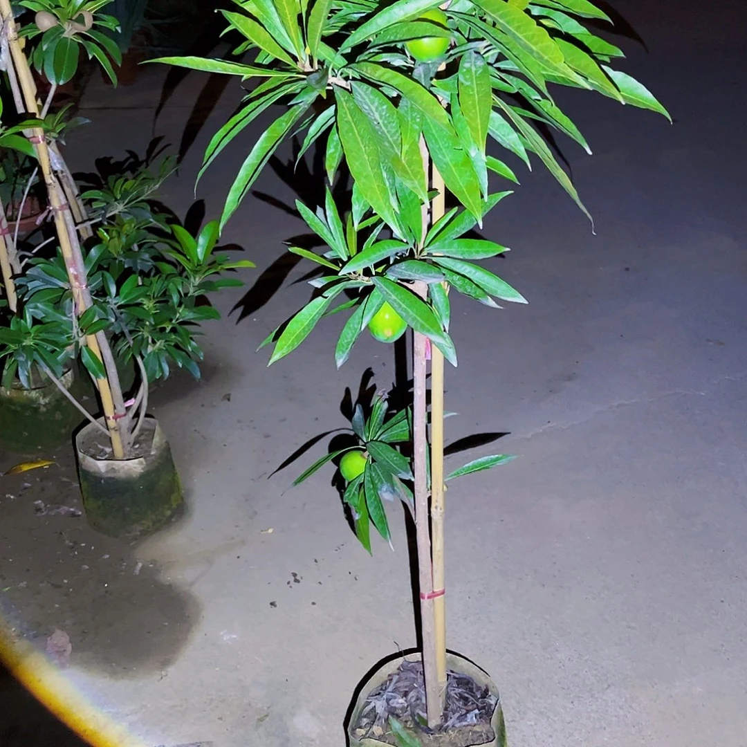 用***3果树11111111111111